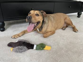 Rescue American Staffordshire Terrier Dogs for Adoption in Spring, Texas - Lester | PetCurious