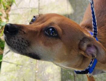 Rescue Chinese Crested Dog Dogs for Adoption in Lorida, Florida - Leon | PetCurious