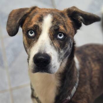 Mary Puppins -  Catahoula Leopard Dog Dog for Adoption in Normal, Illinois - Mary Puppins | PetCurious