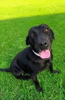 Shelby 33 -  Black Labrador Retriever Dog for Adoption in Killingworth, Connecticut - Shelby 33 | PetCurious