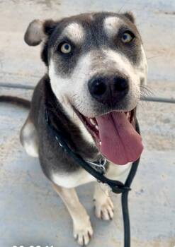 April -  Husky and German Shepherd Dog Dog for Adoption in Manhattan Beach, California - April | PetCurious