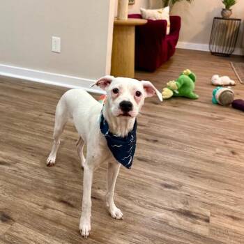 Riley Sweets One Of A Kind -  Boxer and Pit Bull Terrier Dog for Adoption in Friendswood, Texas - Riley Sweets One Of A Kind | PetCurious