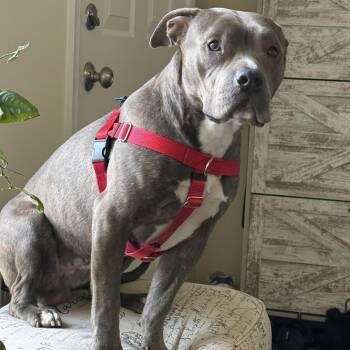 Mixed Breed Dogs Available for Adoption - Bubba | PetCurious