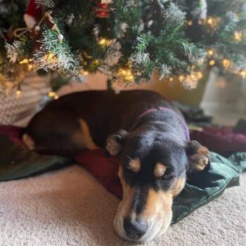 Rosa Barks -  Shepherd Dog for Adoption - Rosa Barks | PetCurious