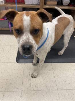 PETRIE -  Australian Cattle Dog Blue Heeler Dog for Adoption in Stockton, California - PETRIE | PetCurious