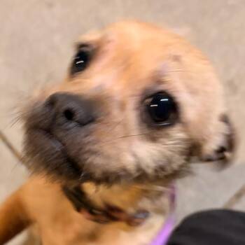 Mixed Breed Dogs Available for Adoption - Turbo Ultra | PetCurious