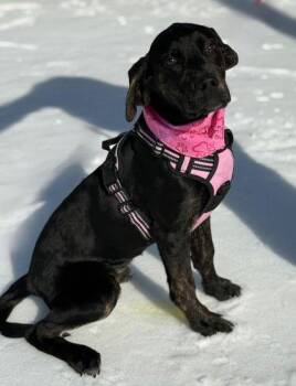 Labrador Retriever Dogs Available for Adoption - Boomer | PetCurious