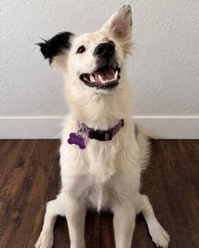 Dolly -  Australian Shepherd Dog for Adoption in Corona, California - Dolly | PetCurious