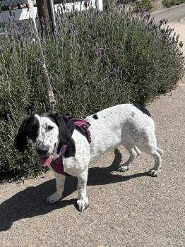 Basset Hound Dogs Available for Adoption in San Diego, California - Luna | PetCurious