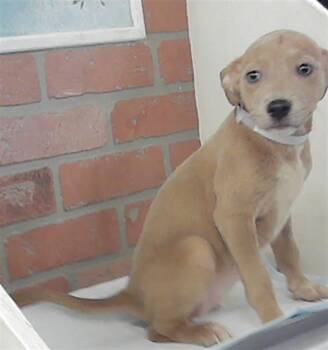 Labrador Retriever and Mixed Breed Dogs Available for Adoption - BAILEY | PetCurious