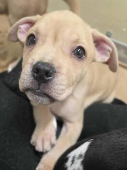 Mixed Breed Dogs Available for Adoption in Wayne, New Jersey - Sage | PetCurious