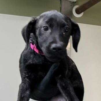Retriever Dogs Available for Adoption in Baltimore, Maryland - Dove | PetCurious