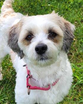 Shih Tzu Dogs Available for Adoption in Grayslake, Illinois - Raf | PetCurious