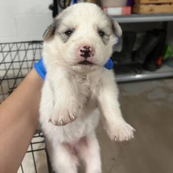 Princess -  Spitz and Mixed Breed Dog for Adoption in Edinburg, Texas - Princess | PetCurious