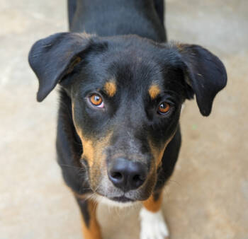 Rescue Shepherd and Mixed Breed Dogs for Adoption in Bowling Green, Kentucky - Buddy | PetCurious