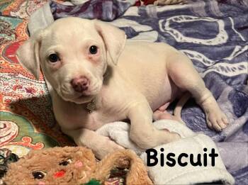 Pit Bull Terrier Dogs Available for Adoption in Carrollton, Texas - Biscuit | PetCurious