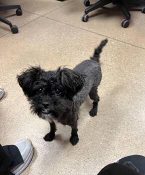 Shih Poo and Mixed Breed Dogs Available for Adoption in Cedar Rapids, Iowa - Riley | PetCurious