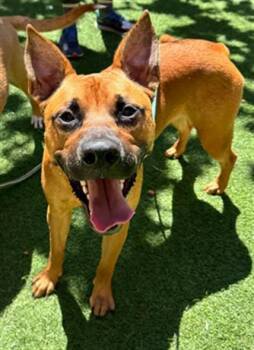 DOOGIE -  Black Mouth Cur and German Shepherd Dog Dog for Adoption in San Francisco, California - DOOGIE | PetCurious
