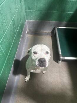 ARDEN -  Pit Bull Terrier Dog for Adoption - ARDEN | PetCurious