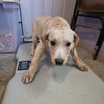 TNGC-Stray-1380 -  Mixed Breed Dog for Adoption in Pulaski, Tennessee - TNGC-Stray-1380 | PetCurious
