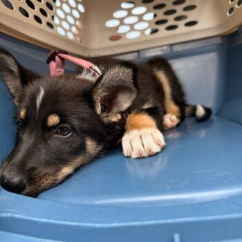 Mira - In Foster! -  Shepherd Dog for Adoption in Flagstaff, Arizona - Mira - In Foster! | PetCurious