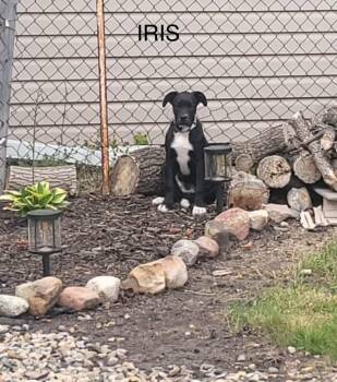 Rescue Boxer and Labrador Retriever Dogs for Adoption in Clavet, Saskatchewan - Iris | PetCurious