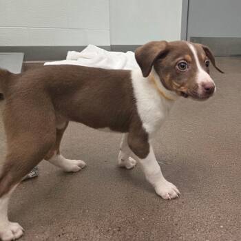 Beagle and Hound Dogs Available for Adoption in Chattanooga, Tennessee - Pop | PetCurious