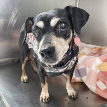 Dachshund Dogs Available for Adoption in West Des Moines, Iowa - Khloe | PetCurious