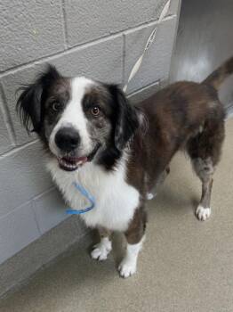 Rescue Australian Shepherd Dogs for Adoption in Seguin, Texas - Bullet | PetCurious