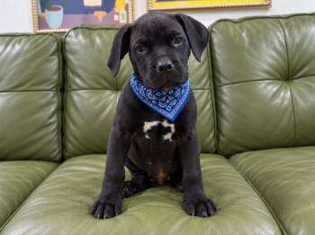 Leo Little Romeo -  Boxer and Cane Corso Dog for Adoption in Friendswood, Texas - Leo Little Romeo | PetCurious