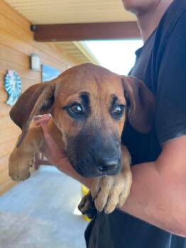 Stratus -  Boxer and Coonhound Dog for Adoption in Bolivar, Missouri - Stratus | PetCurious