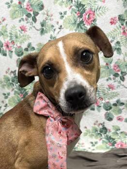 261174  Poppy -  Terrier Dog for Adoption in Wetumpka, Alabama - 261174  Poppy | PetCurious