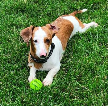 Max -  Dachshund Dog for Adoption in Sioux Falls, South Dakota - Max | PetCurious