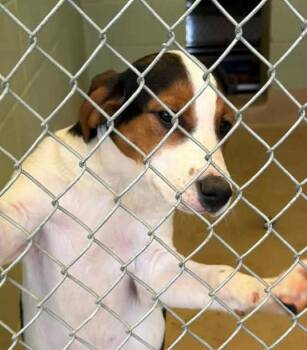 Beagle Dogs Available for Adoption in Zimmerman, Minnesota - Rose | PetCurious