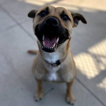 Allegra -  Shepherd and Mixed Breed Dog for Adoption in Norman, Oklahoma - Allegra | PetCurious