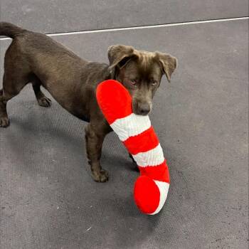 Odie -  Mixed Breed Dog for Adoption in Westhampton, New York - Odie | PetCurious