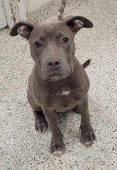 Susannah -  Pit Bull Terrier and Mixed Breed Dog for Adoption in Kansas City, Missouri - Susannah | PetCurious