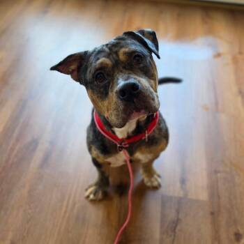 Scotty -  Staffordshire Bull Terrier and Mixed Breed Dog Available for Adoption - Scotty | PetCurious