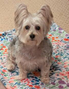 April -  Silky Terrier Dog for Adoption in Greensboro, North Carolina - April | PetCurious