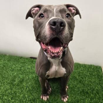 Blue -  Pit Bull Terrier Dog for Adoption in Columbia, Missouri - Blue | PetCurious