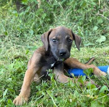 Rooster -  Labrador Retriever Dog for Adoption in Bolivar, Missouri - Rooster | PetCurious