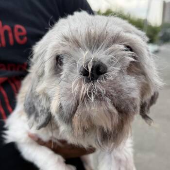 Brenda -  Shih Tzu Dog for Adoption in Newark, New Jersey - Brenda | PetCurious