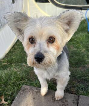 Yorkshire Terrier and Maltese Dogs Available for Adoption - Chili | PetCurious