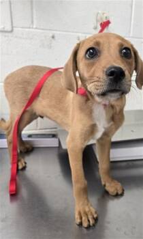 COTIJA -  Labrador Retriever and Mixed Breed Dog for Adoption in San Bernardino, California - COTIJA | PetCurious