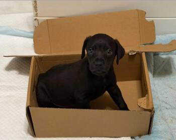 Enya -  Mountain Cur Dog for Adoption in Middletown, Connecticut - Enya | PetCurious