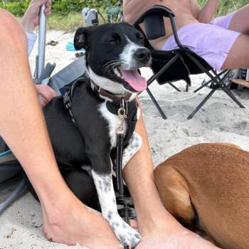 Pixel -  Terrier and Mixed Breed Dog for Adoption in Fort Lauderdale, Florida - Pixel | PetCurious