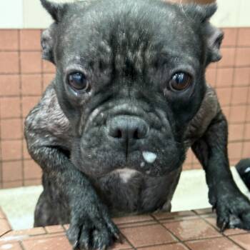 French Bulldog Dogs Available for Adoption in Sacramento, California - Vega | PetCurious