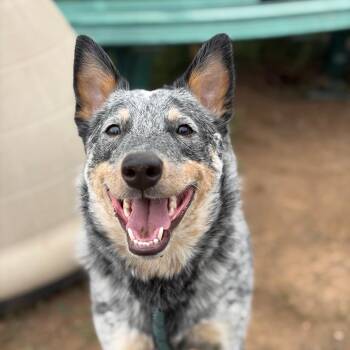 Cam -  Cattle Dog Dog for Adoption in Flagstaff, Arizona - Cam | PetCurious