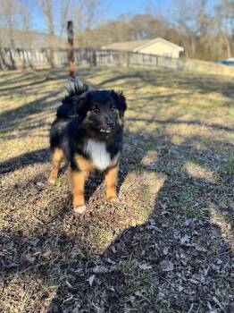 Australian Shepherd Dogs Available for Adoption - Hank  | PetCurious
