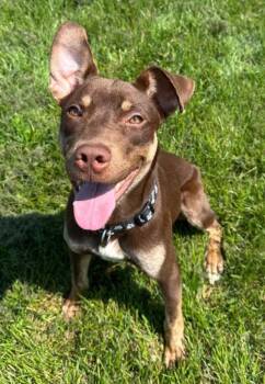 Squirrel -  Terrier Dog for Adoption in Defiance, Ohio - Squirrel | PetCurious